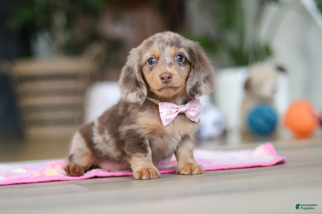 Miniature Dachshund dogs for sale: Callie - Ad 8