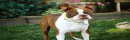 Boston Terrier dogs for sale: Bruce Boston Terrier  - Ad 7
