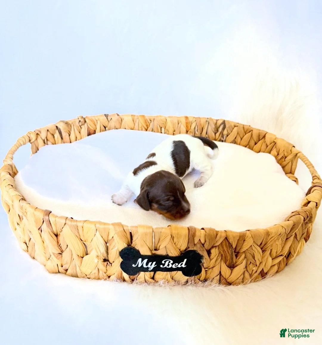 Miniature Dachshund dogs for sale: Cassie - Ad 2