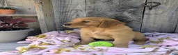 Golden Retriever dogs for sale: Sage - Ad 6