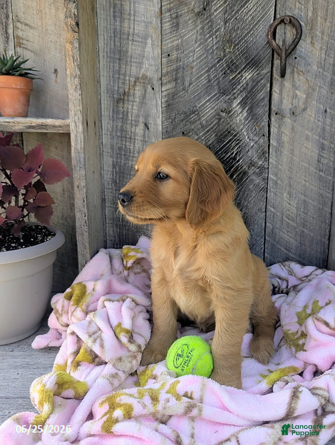Golden Retriever dogs for sale: Sage - Ad 6
