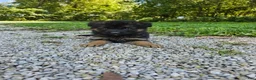 German Shepherd dogs for sale: Roxie  - Ad 4