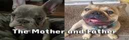 French Bulldog dogs for sale: BonBon - Ad 8
