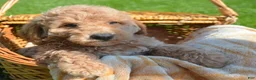 Mini Goldendoodle dogs for sale: Dotty Mini Goldendoodle 2 - Ad 3