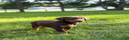 Doberman Pinscher dogs for sale: ROSCOE - Ad 3