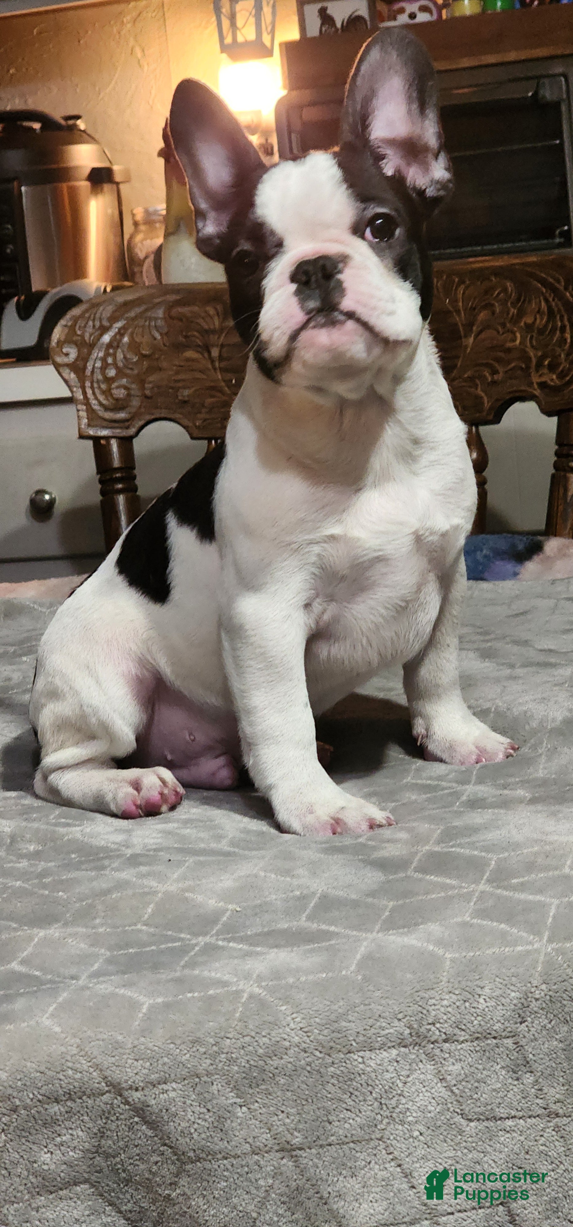 French Bulldog dogs Black and white pied - Ad 6