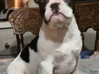 French Bulldog dogs Black and white pied - Ad 6