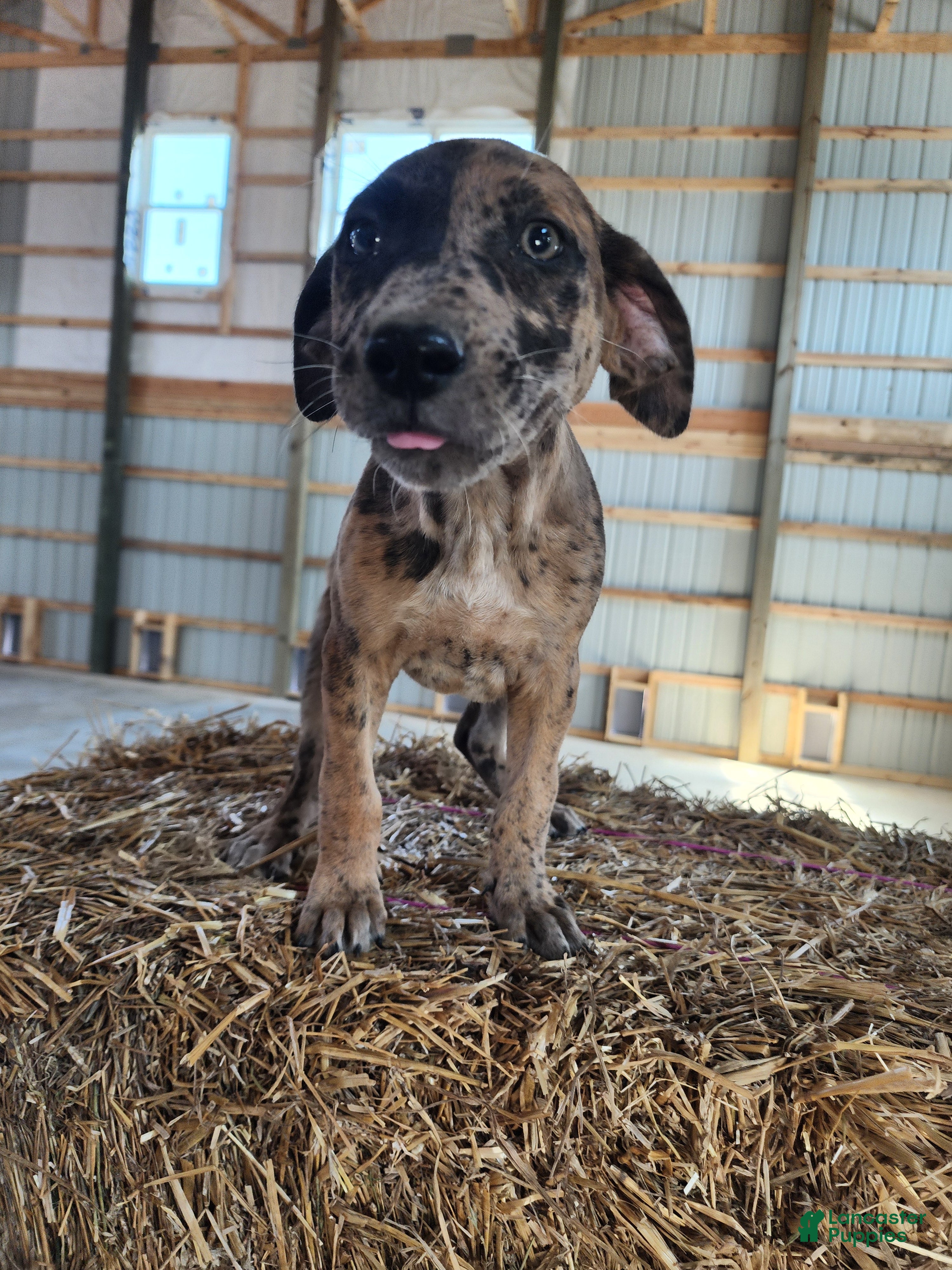 Catahoula Leopard Dog dogs Duchess 2026 Female 1 - Ad 3