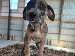 Catahoula Leopard Dog dogs Duchess 2026 Female 1 - Ad 2