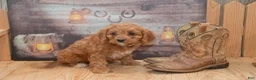 Cavapoo dogs for sale: Lassie - Ad 3