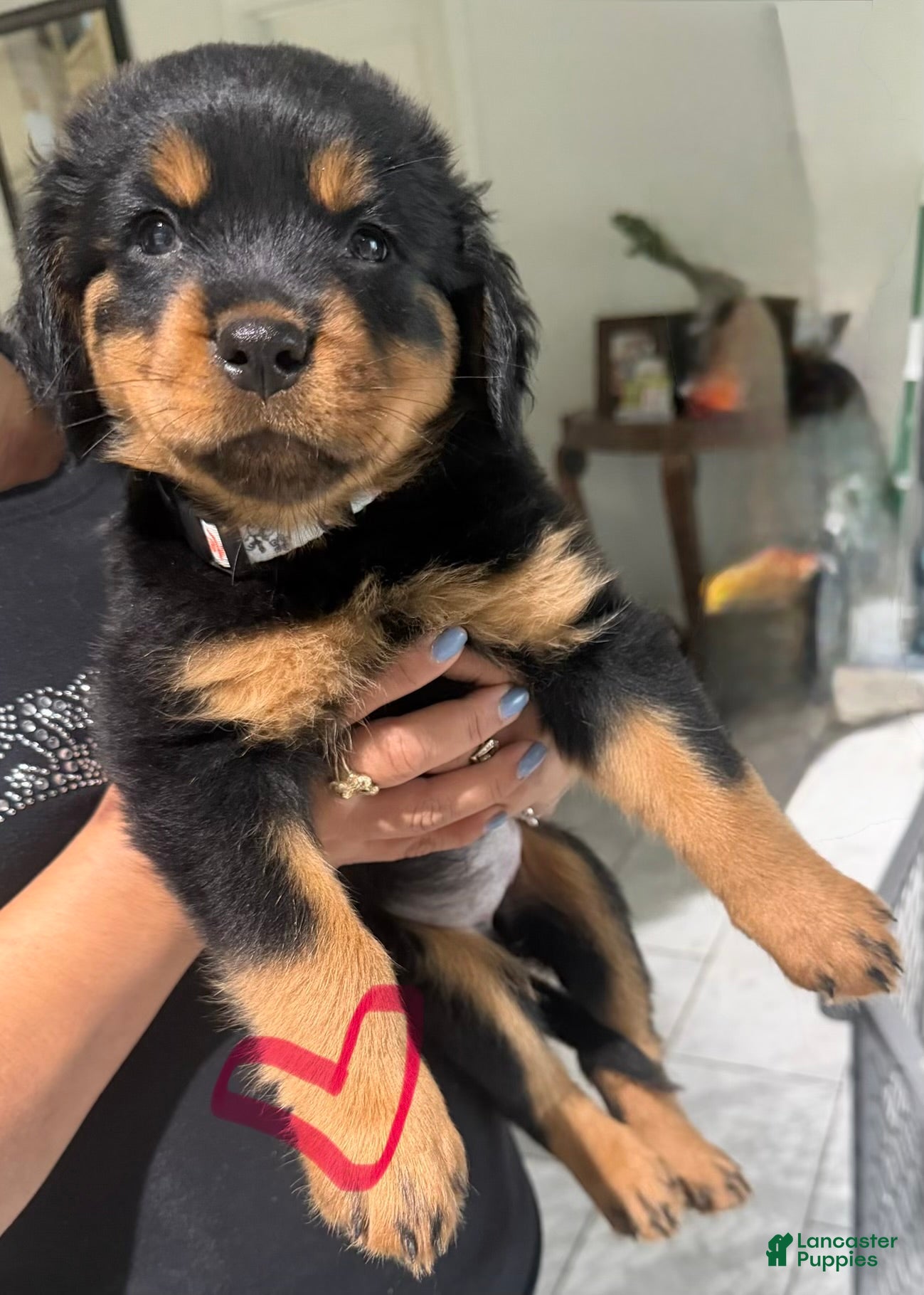 Rottweiler dogs Rottweiler Puppy 2 - Ad 1