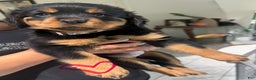 Rottweiler dogs for sale: Rottweiler Puppy 2 - Ad 1