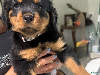 Rottweiler dogs Rottweiler Puppy 2 - Ad 34