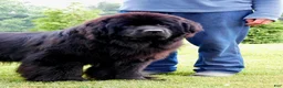 Newfoundland dogs for sale: MOOSE - Ad 10