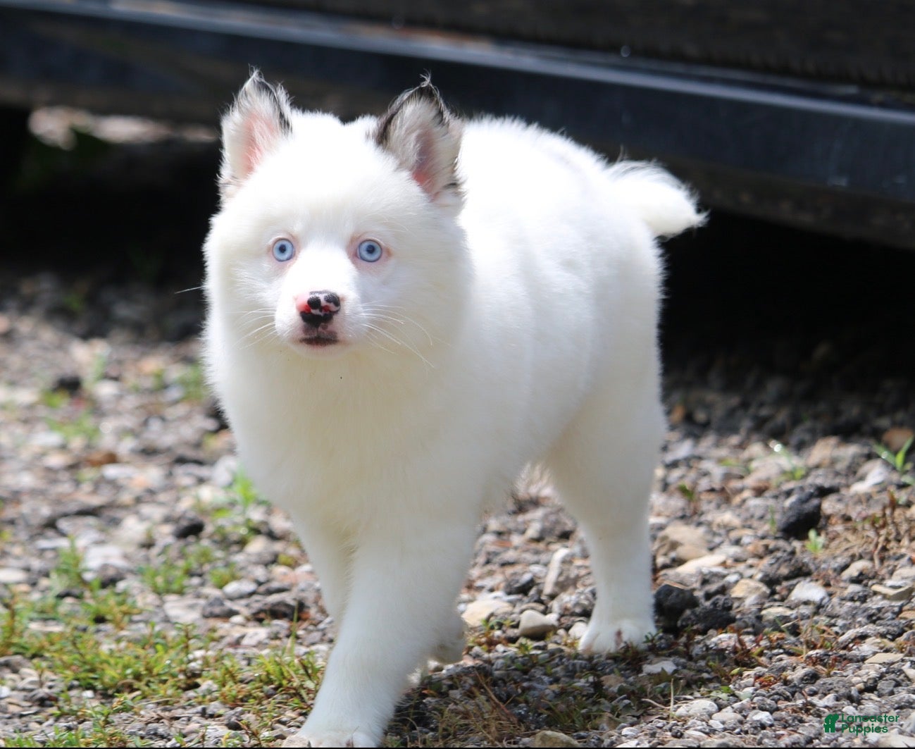 Pomsky dogs Prince - Ad 2