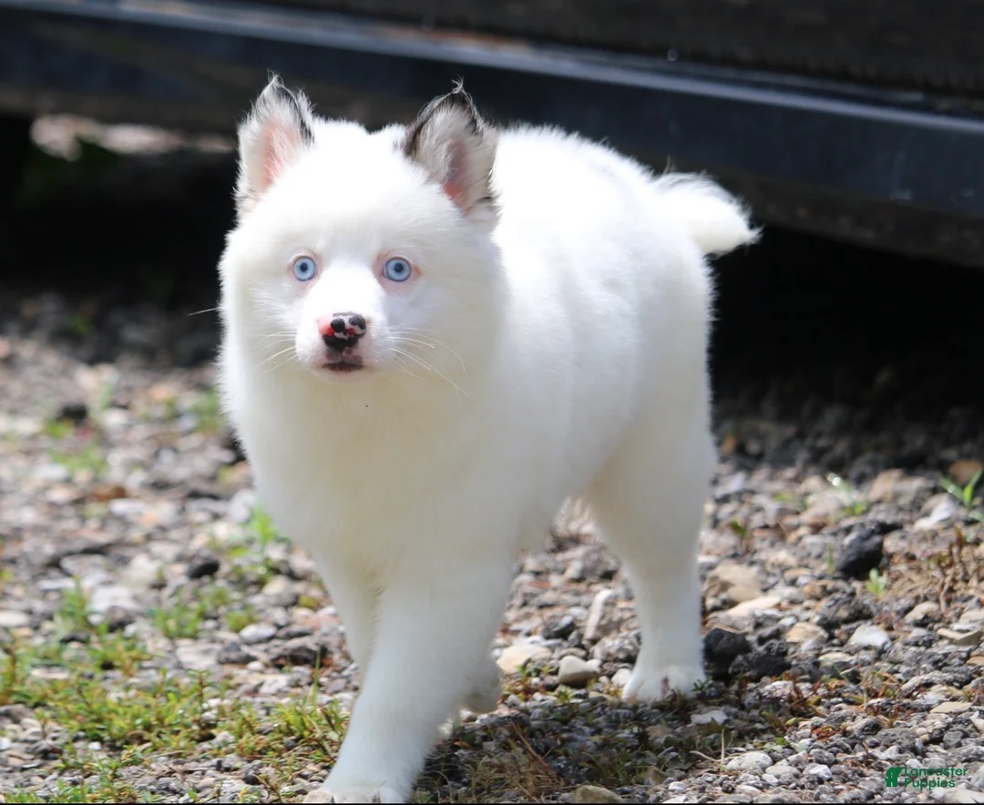 Pomsky dogs for sale: Prince - Ad 2