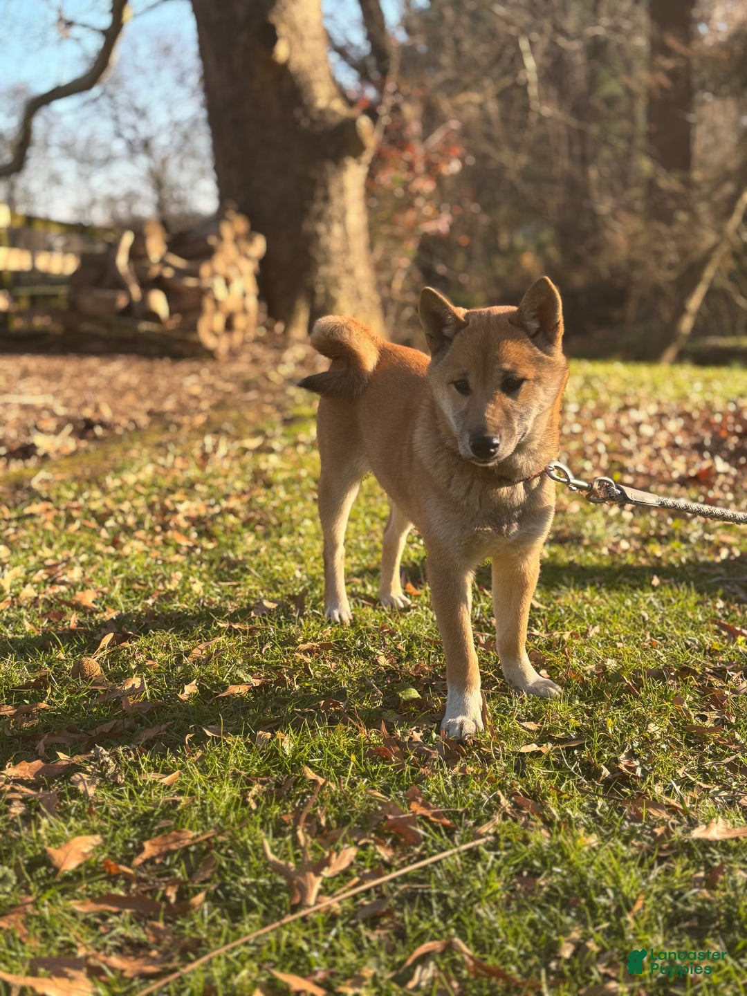 Shiba Inu dogs for sale: Amerika - Ad 1