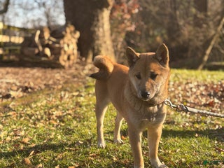 Shiba Inu dogs for sale: Amerika - Ad 1