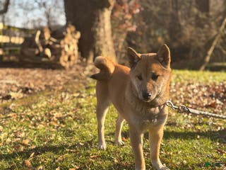 Shiba Inu dogs Amerika - Ad 22