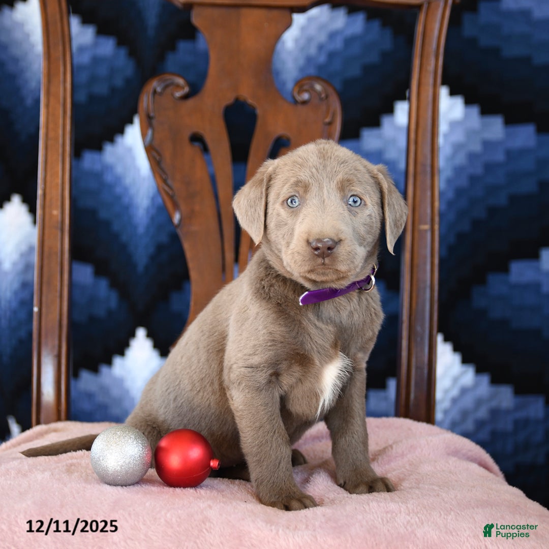 Labrador Retriever dogs for sale: Arctic - Ad 1