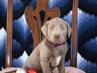 Labrador Retriever dogs Arctic - Ad 1