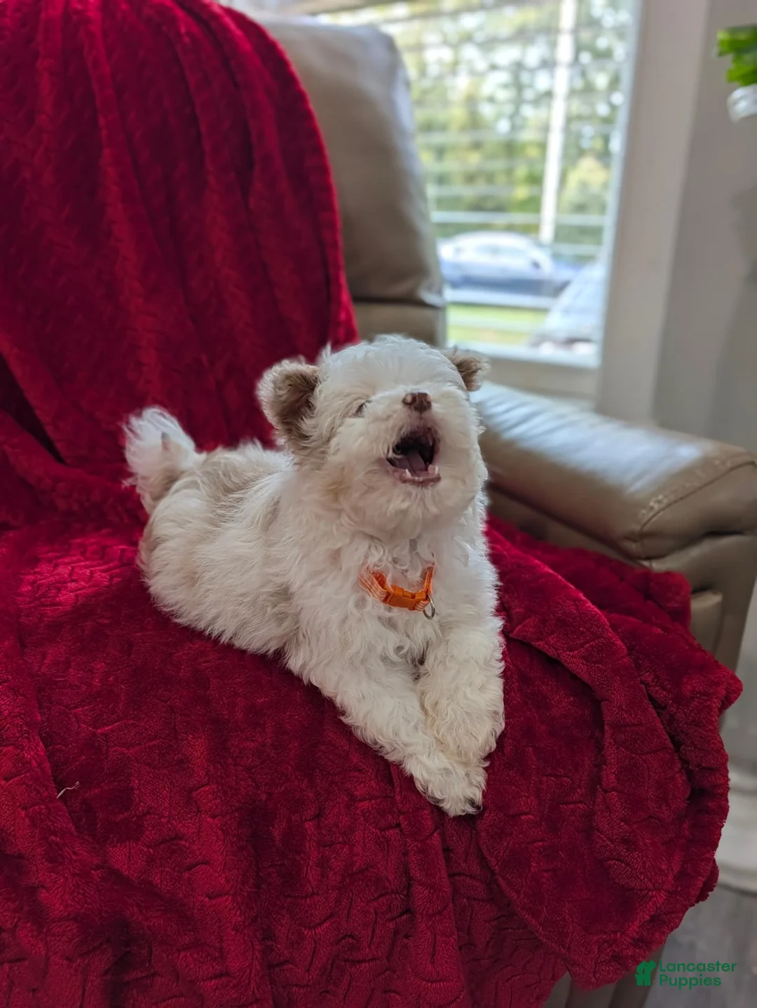 Pomapoo dogs for sale: Barker - Ad 8