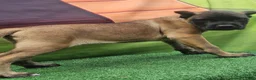 Cane Corso dogs for sale: KING - Ad 20