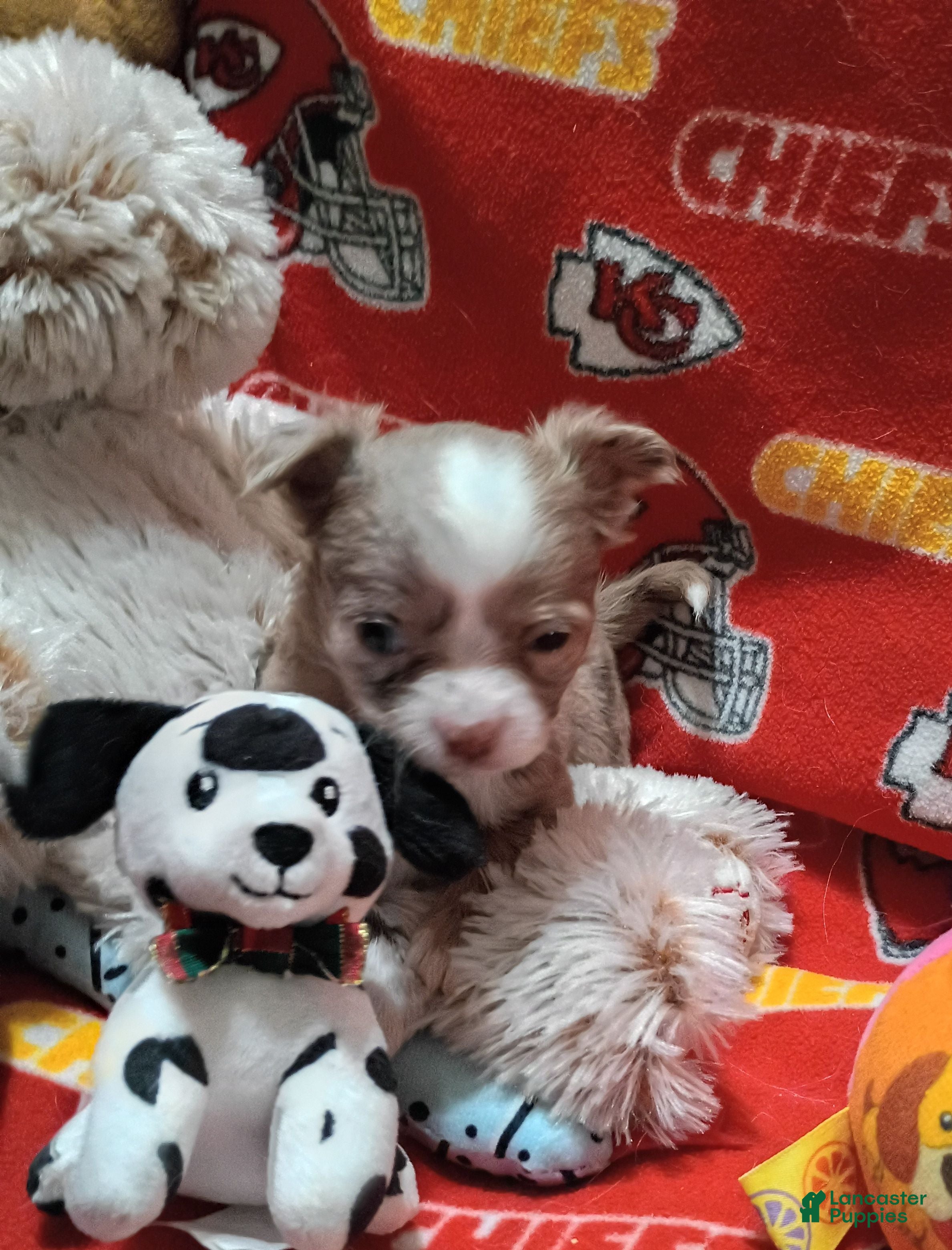 Chihuahua dogs for sale: Blaze  - Ad 4