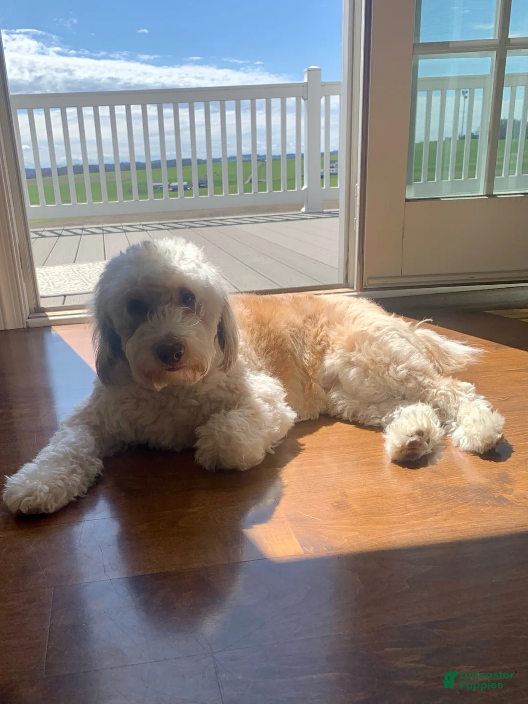 Mini Aussiedoodle dogs for sale: Paisley - Ad 2