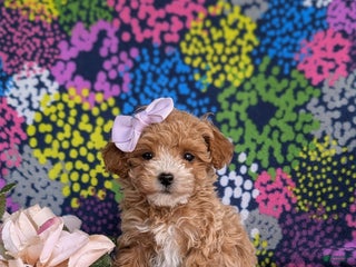 Bichpoo dogs Tyna 8 lbs Full Grown - Ad 24