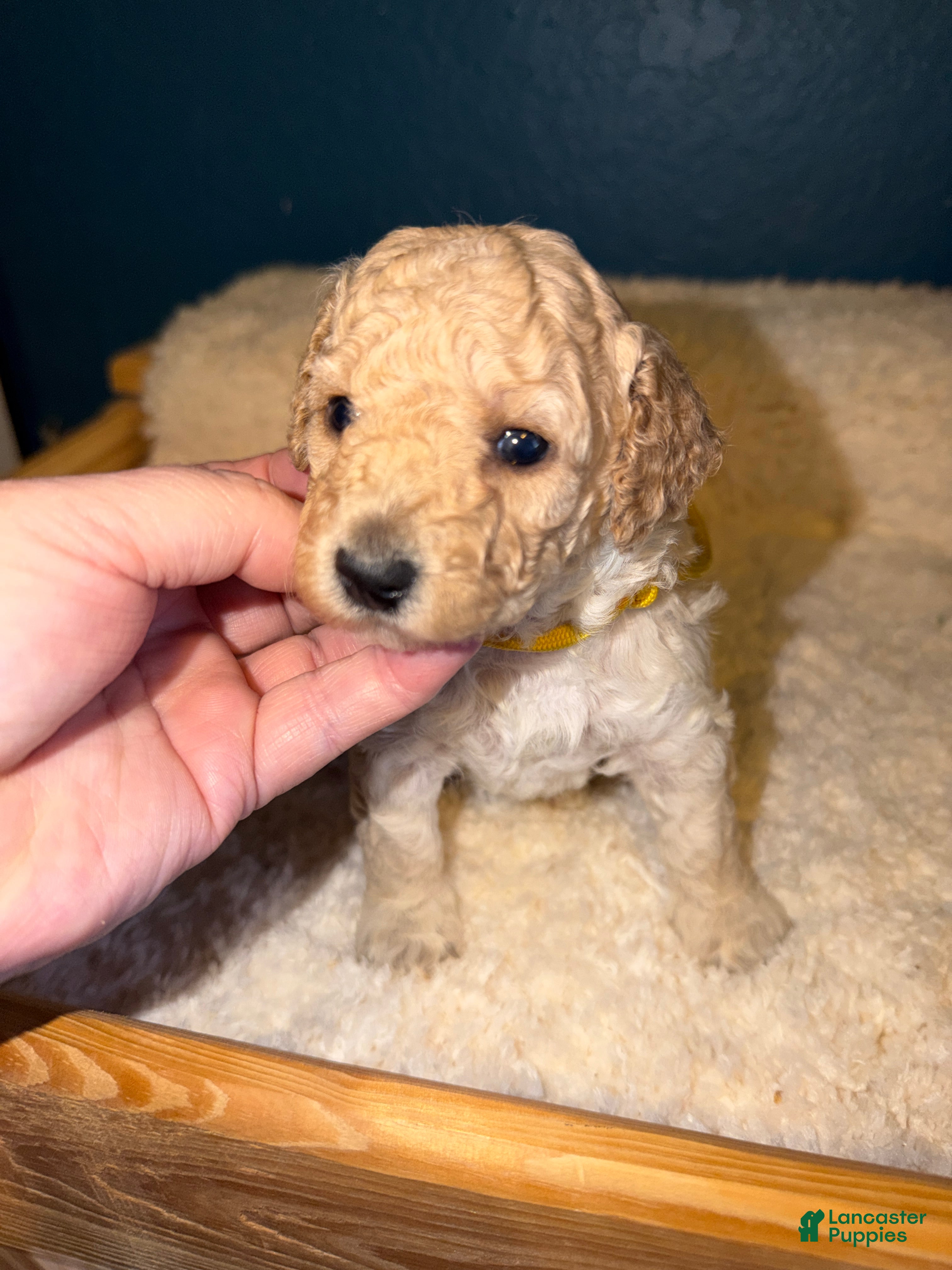 Miniature Poodle dogs AKC Miniature Poodle Female Katie - Ad 6