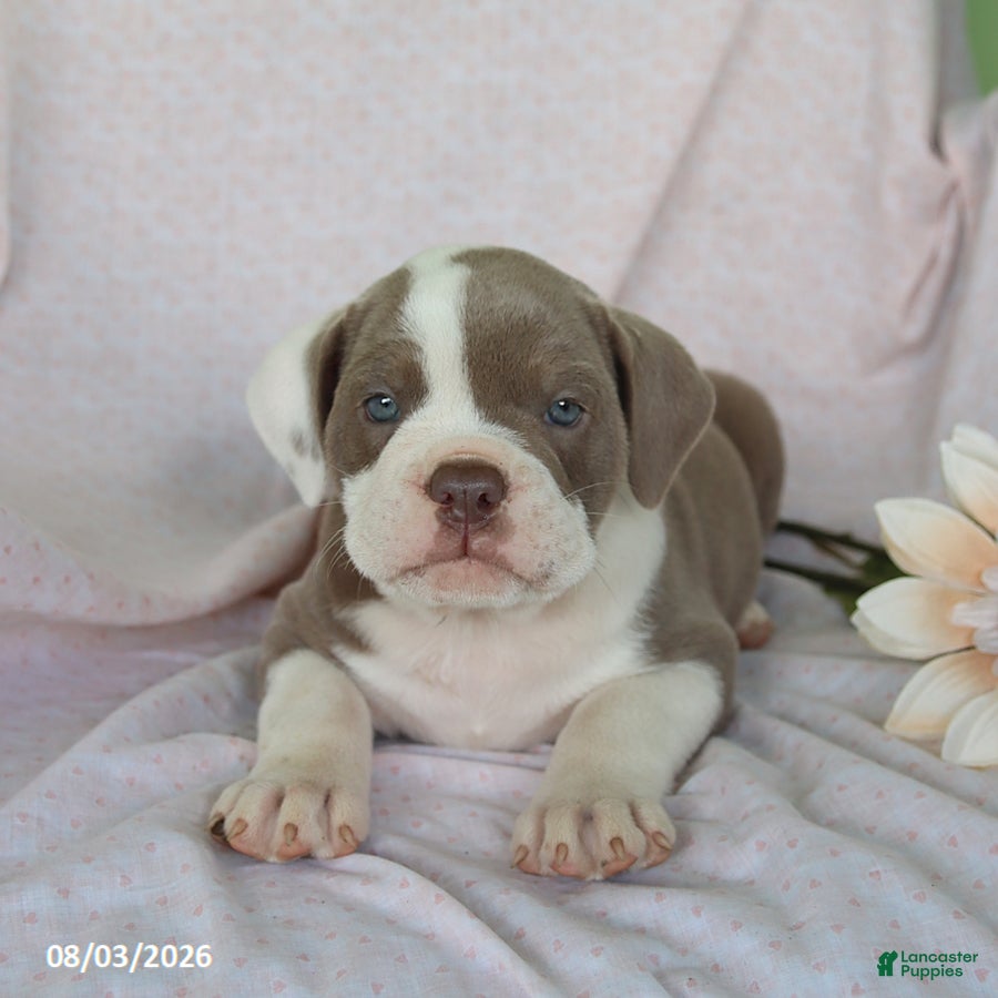 Olde English Bulldogge dogs Lolipop - Ad 2