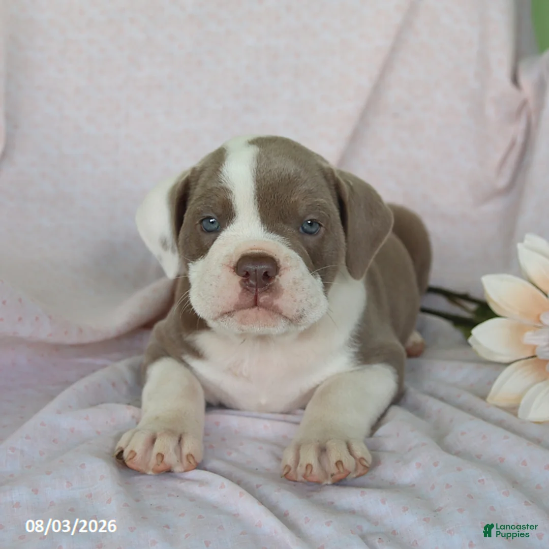 Olde English Bulldogge dogs for sale: Lolipop - Ad 2