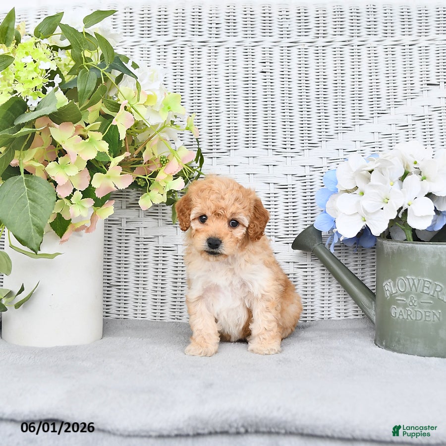 Mini Aussiedoodle dogs for sale: Shelly - Ad 3