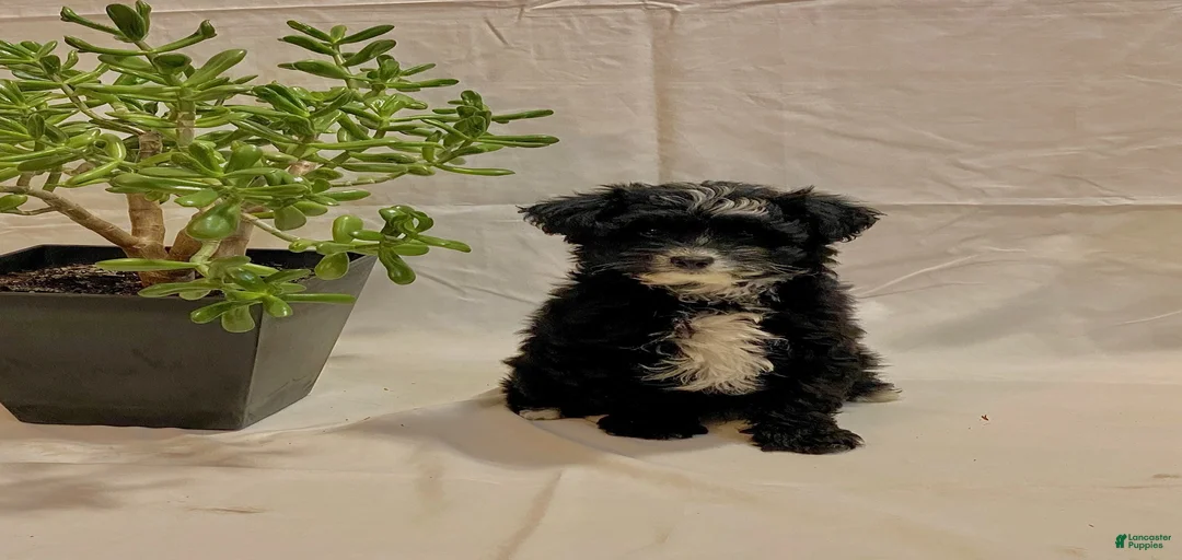 Gallery Image {{count}}