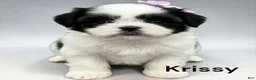 Japanese Chin dogs for sale: Kimi - Ad 3