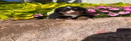 Bernese Mountain Dog dogs for sale: Bubbles - Ad 6