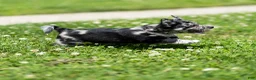 Chihuahua dogs for sale: Ryder Chihuahua Puppy  - Ad 23