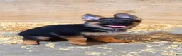 German Shepherd dogs for sale: German Shepherd 3 - Ad 8