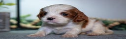 Cavapoo dogs for sale: Jackson - Ad 1