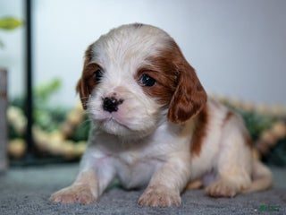 Cavapoo dogs Jackson - Ad 20