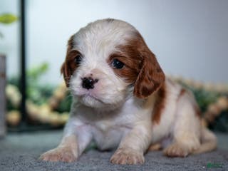 Cavapoo dogs Jackson - Ad 34