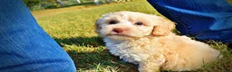 Havapoo dogs for sale: Lemony-Sale!!! - Ad 7