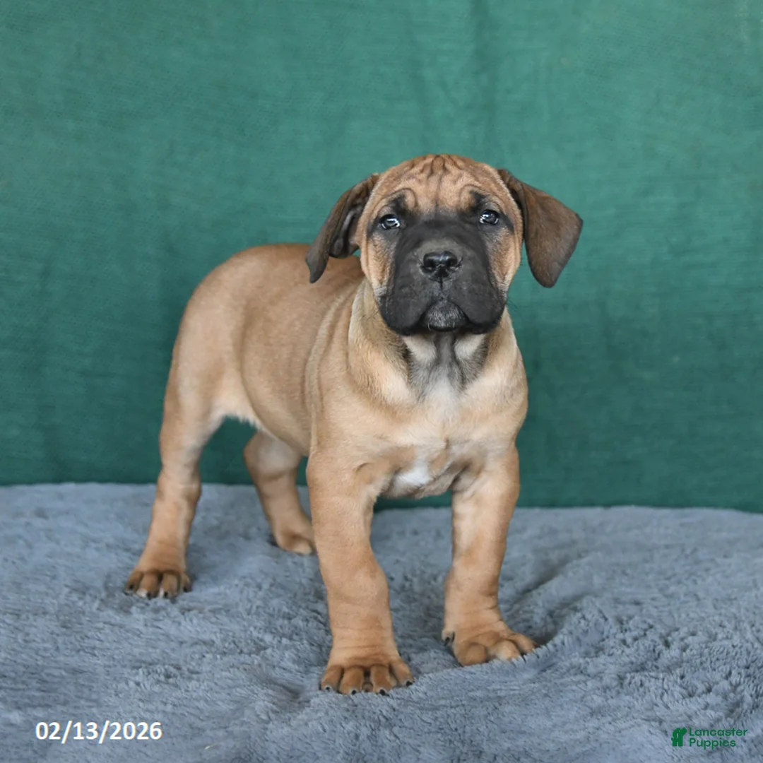 South African Boerboels dogs for sale: Amber - Ad 4