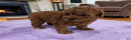 Cavapoo dogs for sale: Lilly - Ad 1