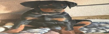 Doberman Pinscher Puppy 3