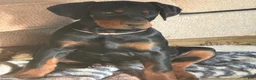 Doberman Pinscher dogs for sale: Doberman Pinscher Puppy 3 - Ad 1