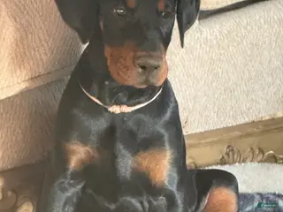 Doberman Pinscher dogs for sale: Doberman Pinscher Puppy 3 - Ad 3