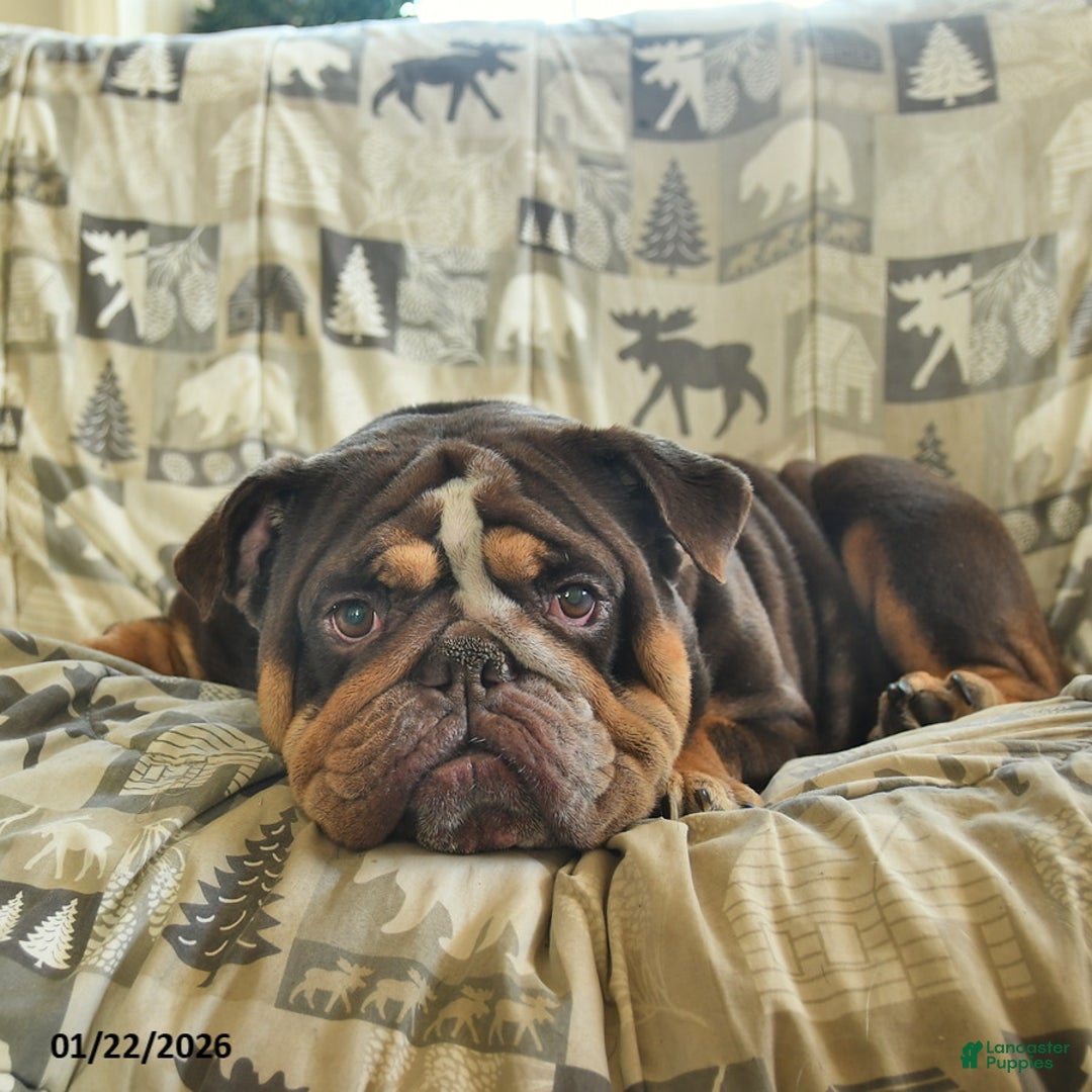 English Bulldog dogs for sale: Hazel Mocha Latte  - Ad 5