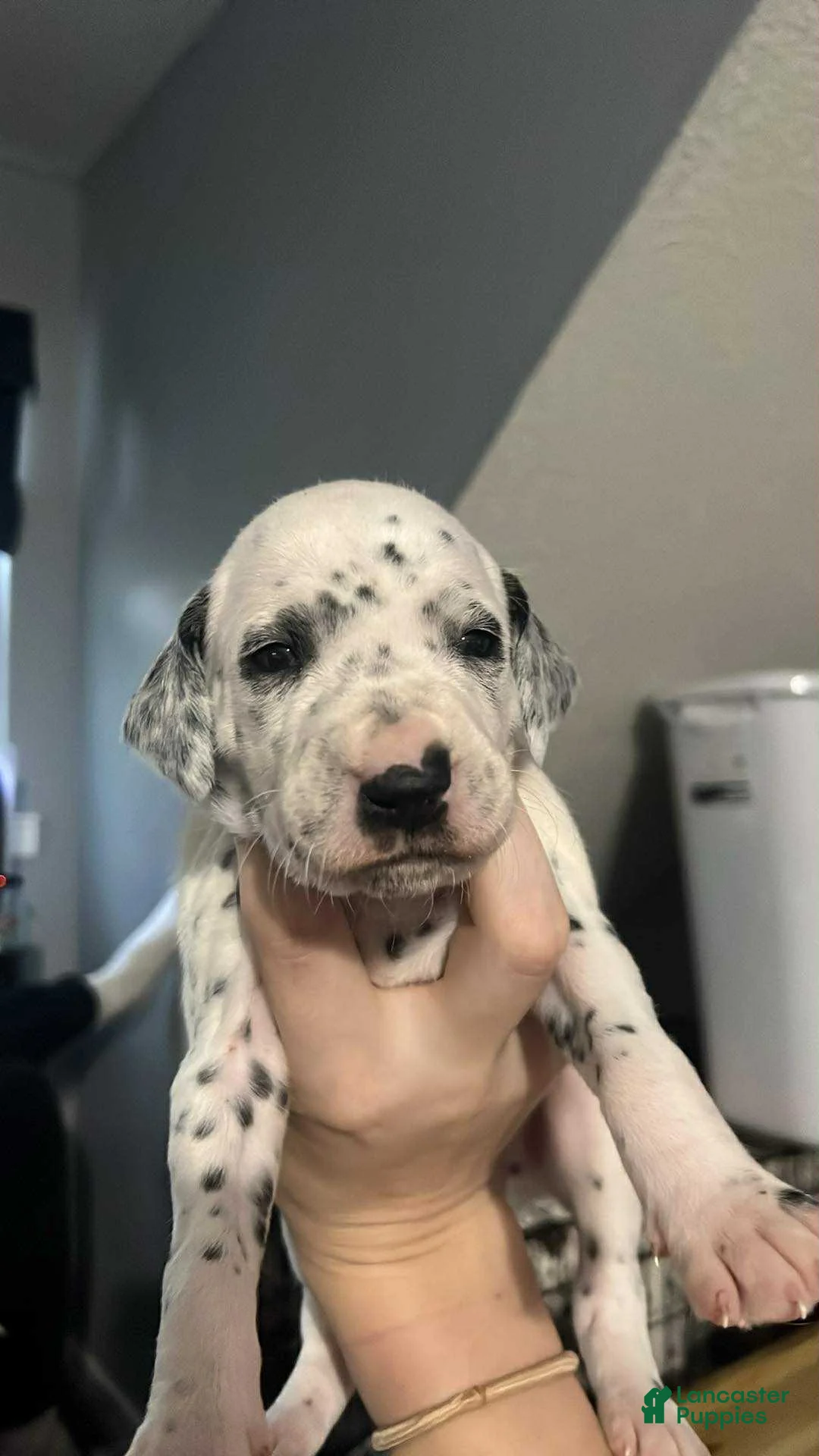Dalmatian dogs for sale: Dalmatian Puppy 6 - Ad 3